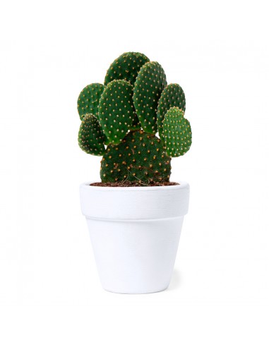 Macetas con semillas de cactus